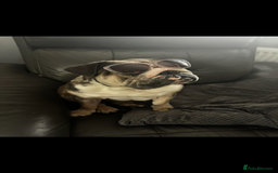 English Bulldog dogs for sale: Nellie English Bulldog  - Image 2