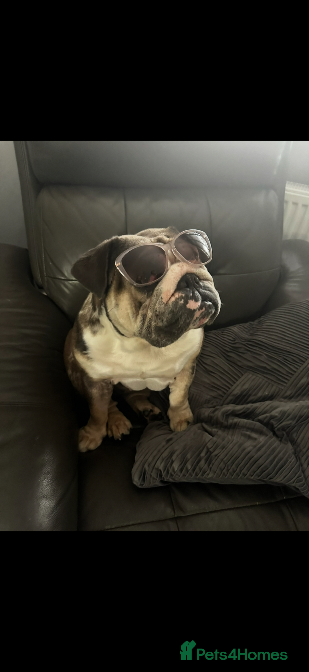 English Bulldog dogs for sale: Nellie English Bulldog  - Image 2