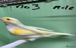 Canaries birds for sale: Mosaic cross canaries - Image 3