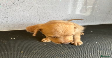 Mixed Breed dogs - Advert 3