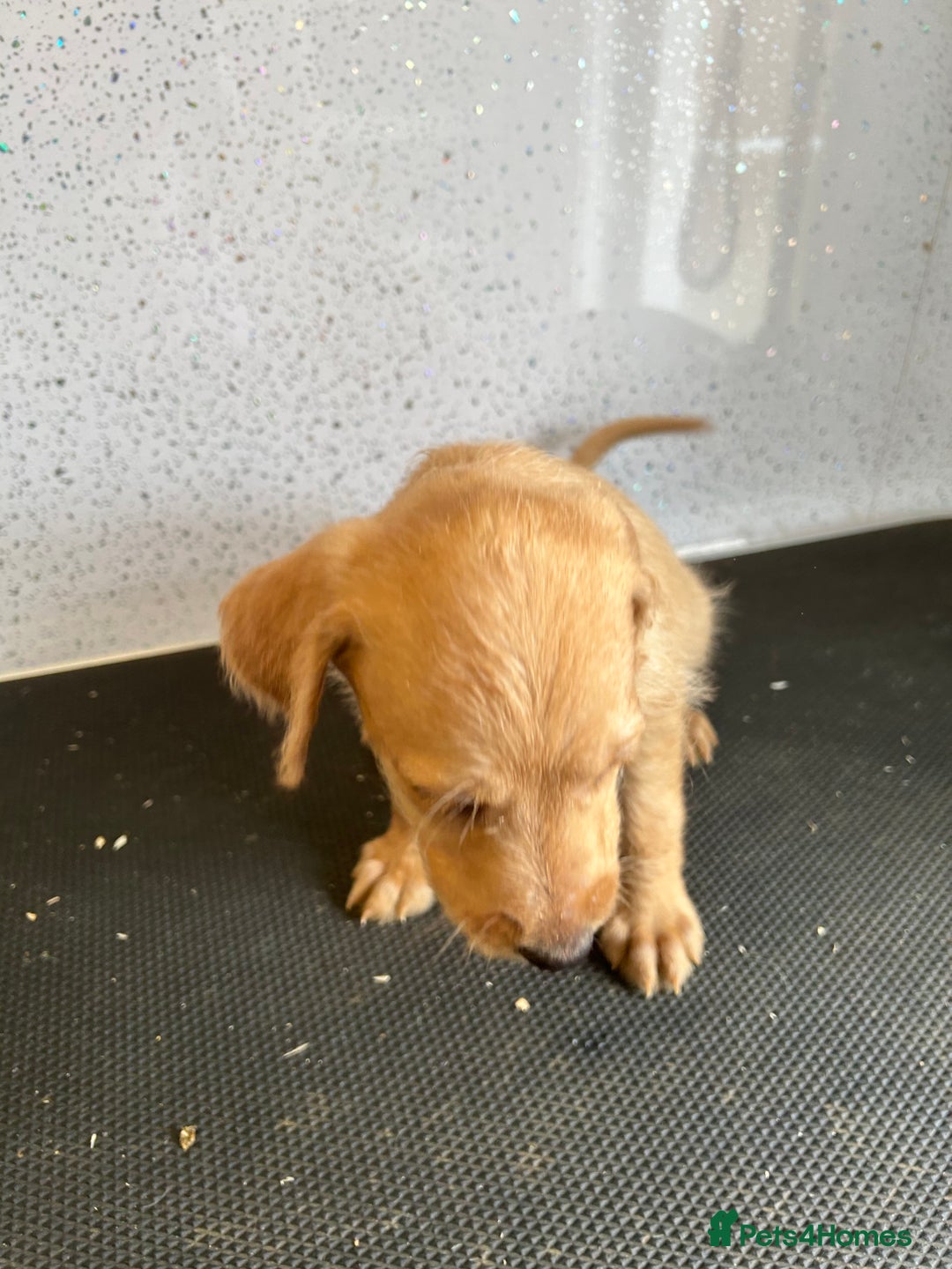 Mixed Breed dogs for sale: Stunning vizapoo puppies  - Image 3