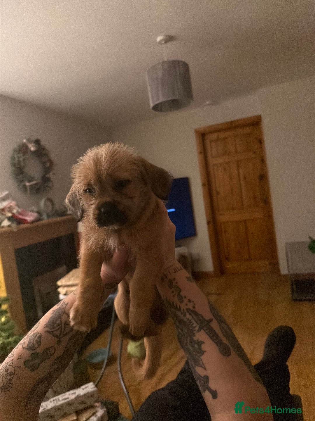 Mixed Breed dogs for sale: Mixed breed / Shih Tzu pup - Advert 1