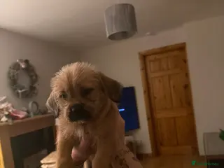 Mixed Breed dogs Mixed breed / Shih Tzu pup - Advert 2