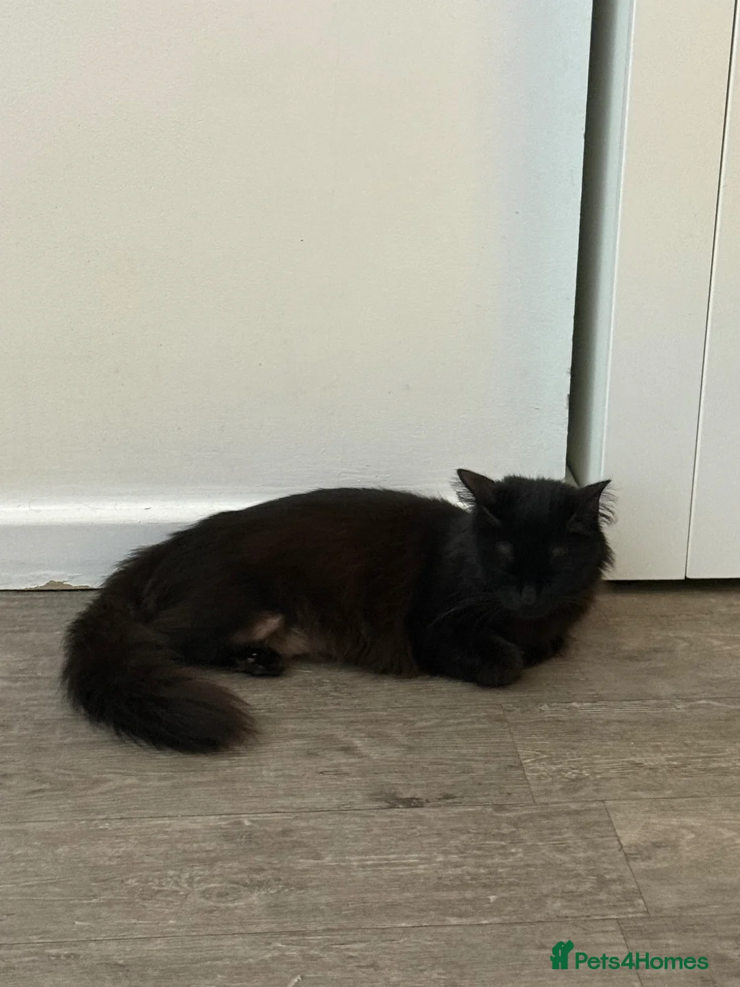 Mixed Breed cats for sale: Gorgeous fluffy kittens  - Advert 6