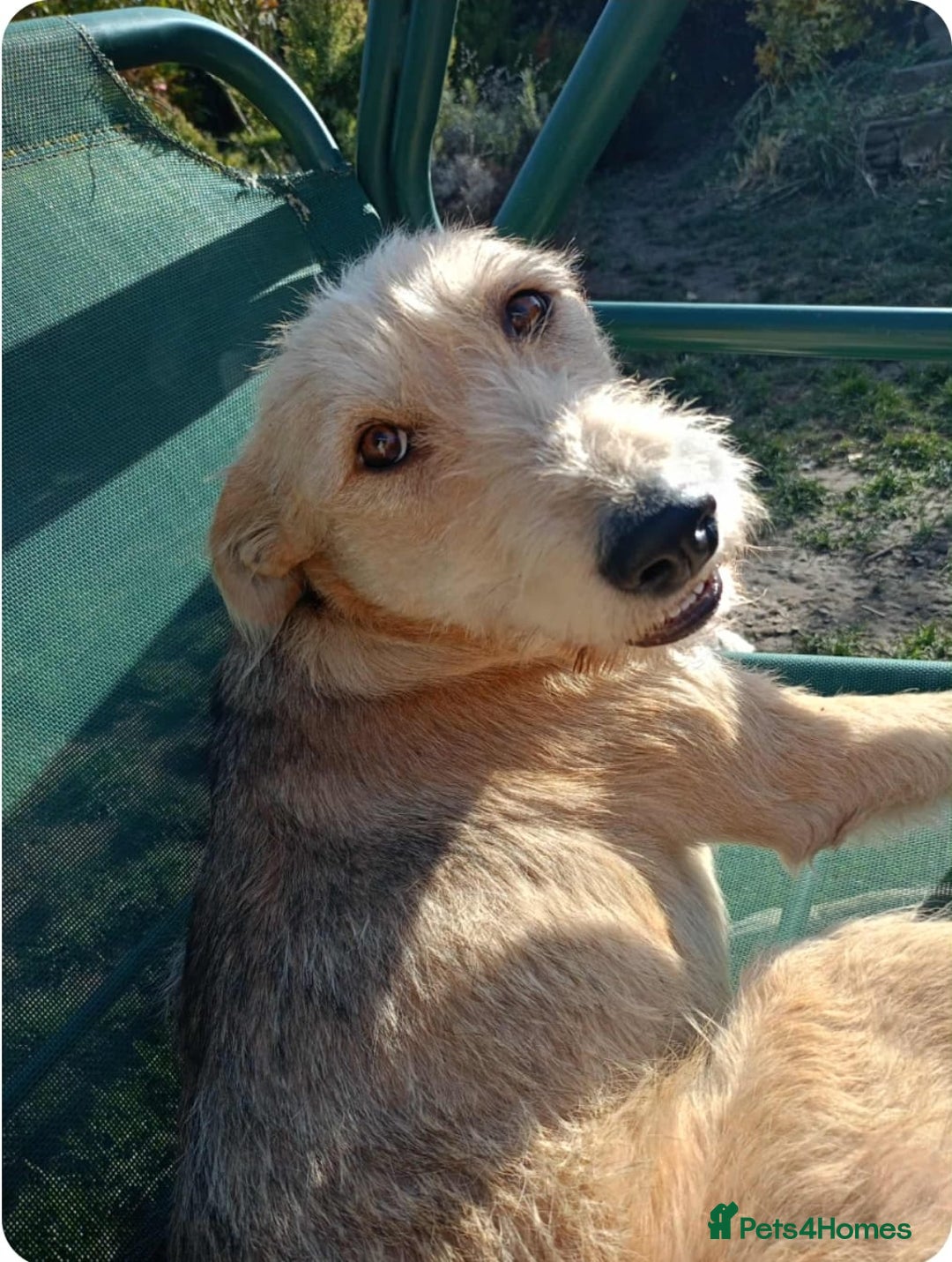 Mixed Breed dogs for adoption: 💖🐶 LUCHIA 🐶💖 - Advert 9