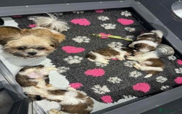 Shih Tzu dogs for sale: Summer Shihtzu Puppies - Image 33
