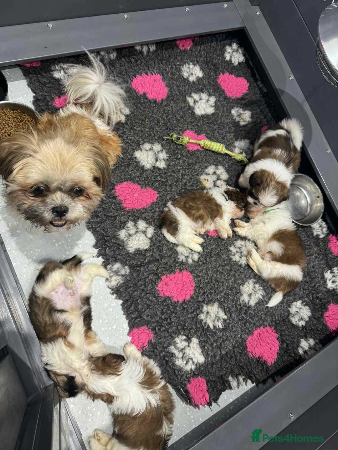 Shih Tzu dogs for sale: Summer Shihtzu Puppies - Image 33