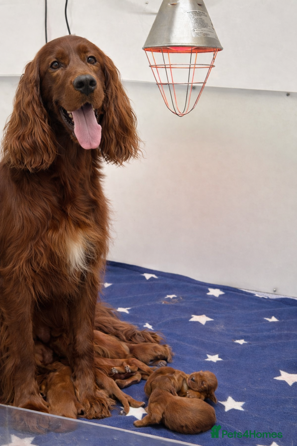 Irish Setter dogs Qualitly Irish Setter waiting list now open - Advert 3