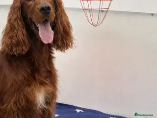 Irish Setter dogs Qualitly Irish Setter waiting list now open - Advert 3
