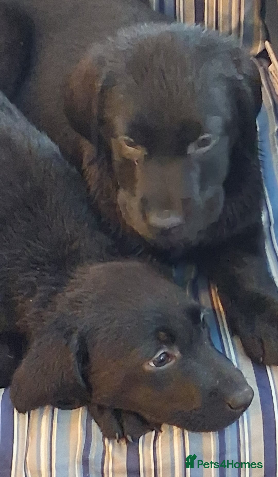 Labrador Retriever dogs for sale: Stunning big pedigree labrador puppies - Advert 16