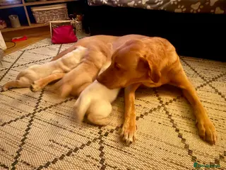 Labrador Retriever dogs 3 Labrador Puppies for sale - Advert 13