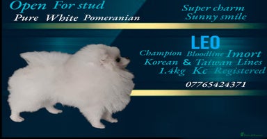 Pomeranian dogs in Coventry - Advert 15