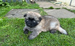 German Shepherd dogs for sale: KC Long Coats Ready To Leave Soon!  - Image 16
