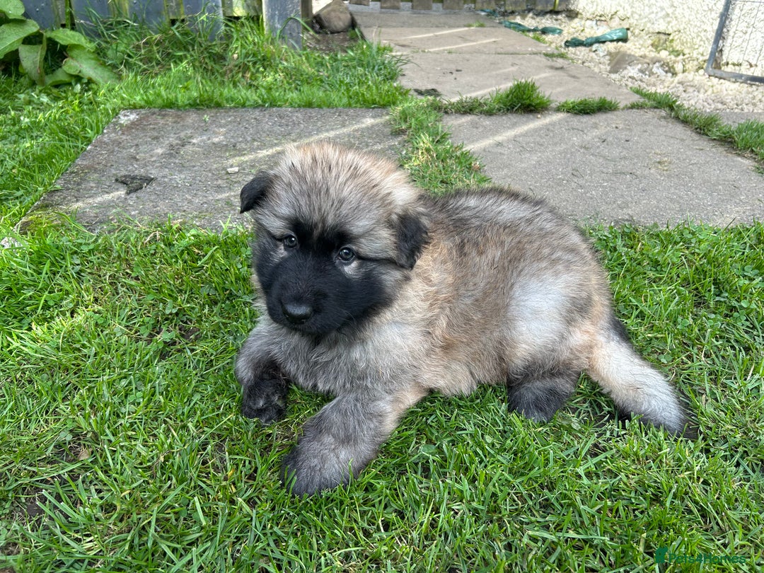 German Shepherd dogs for sale: KC Long Coats Ready To Leave Soon!  - Image 16