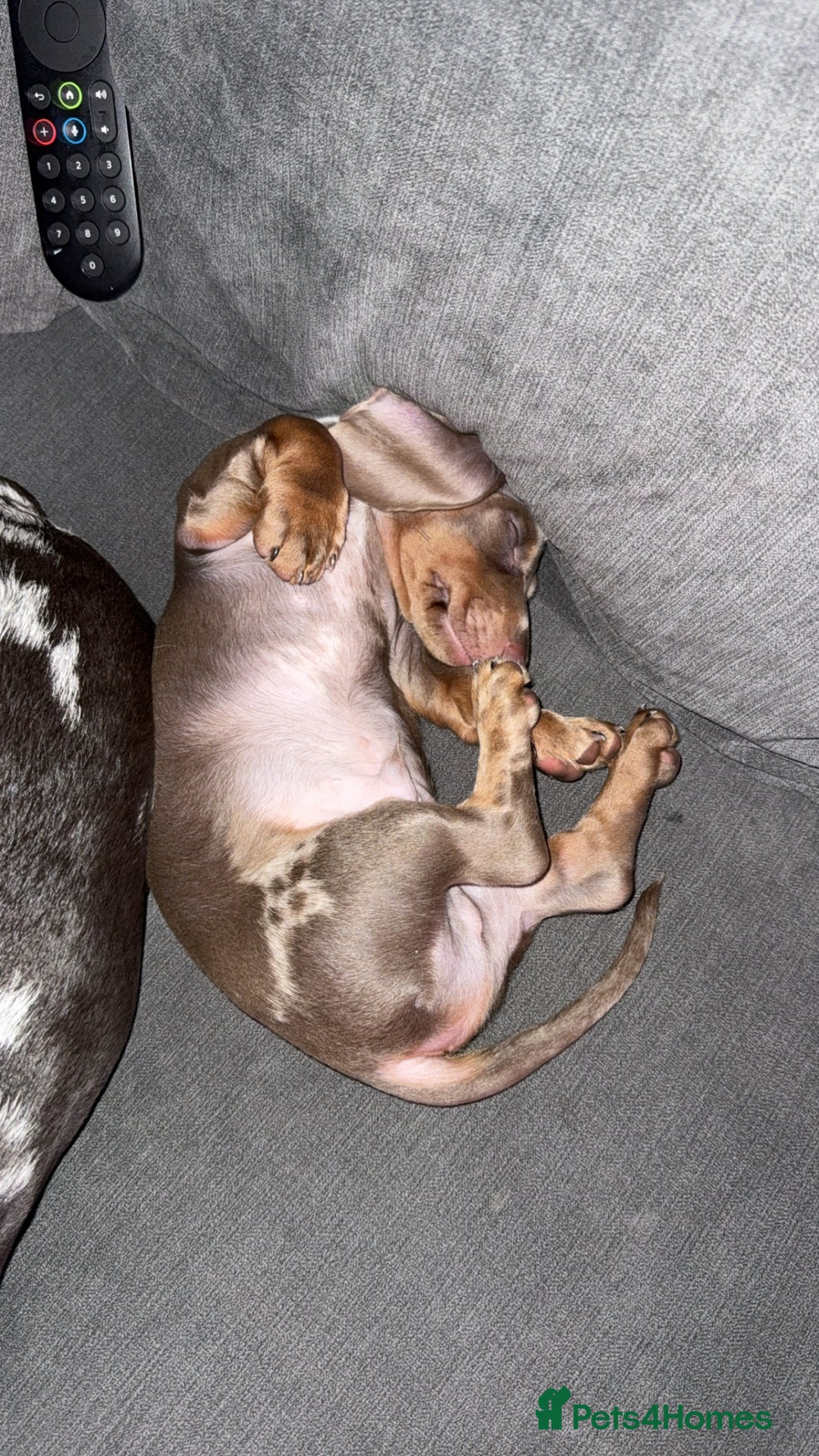 Miniature Dachshund dogs for sale: Miniature dachshund - Advert 6