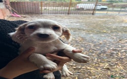 Cocker Spaniel dogs for sale: Beautiful cocker spaniel puppies❤️ - Image 14