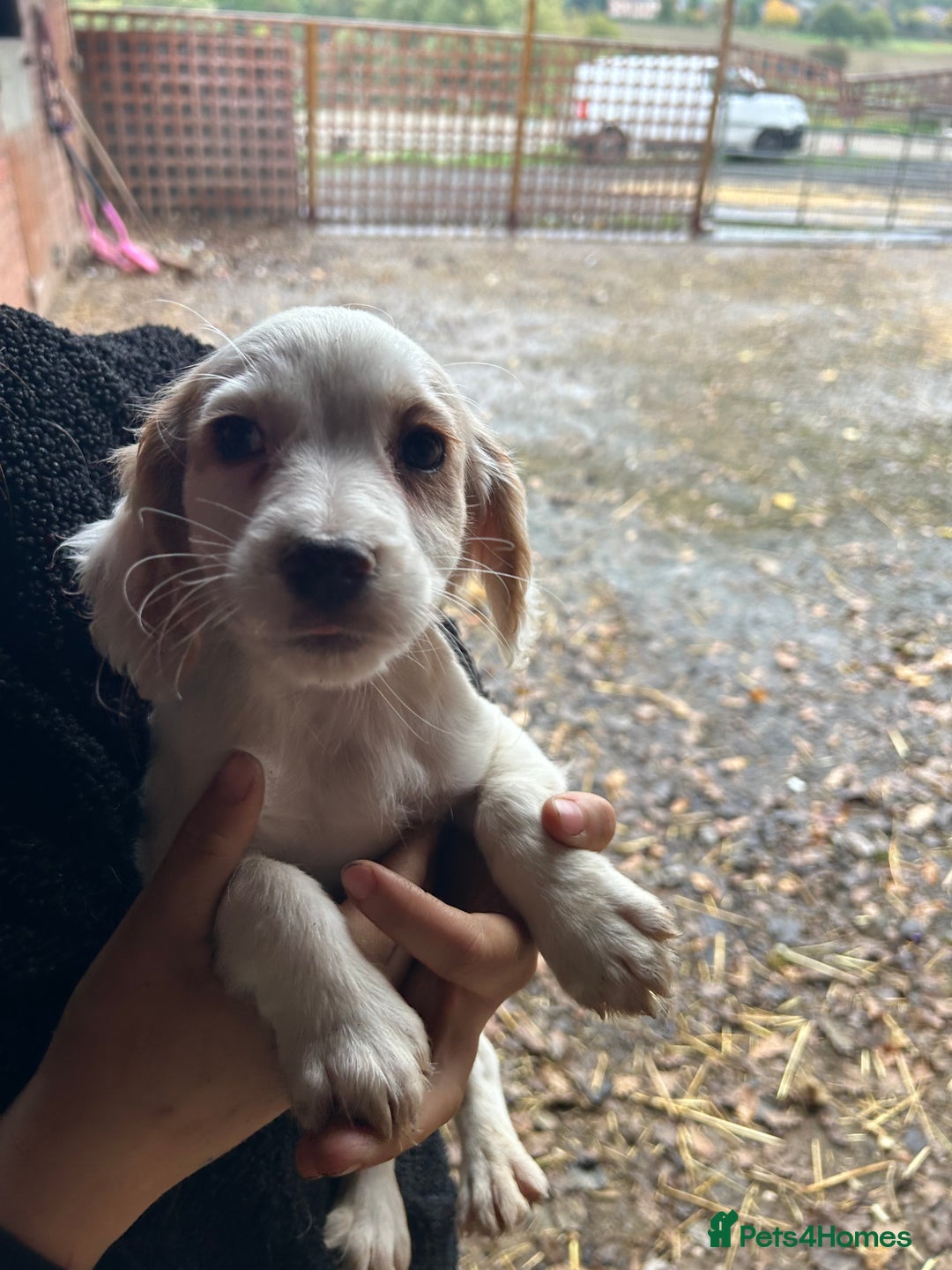 Cocker Spaniel dogs for sale: Beautiful cocker spaniel puppies❤️ - Image 14
