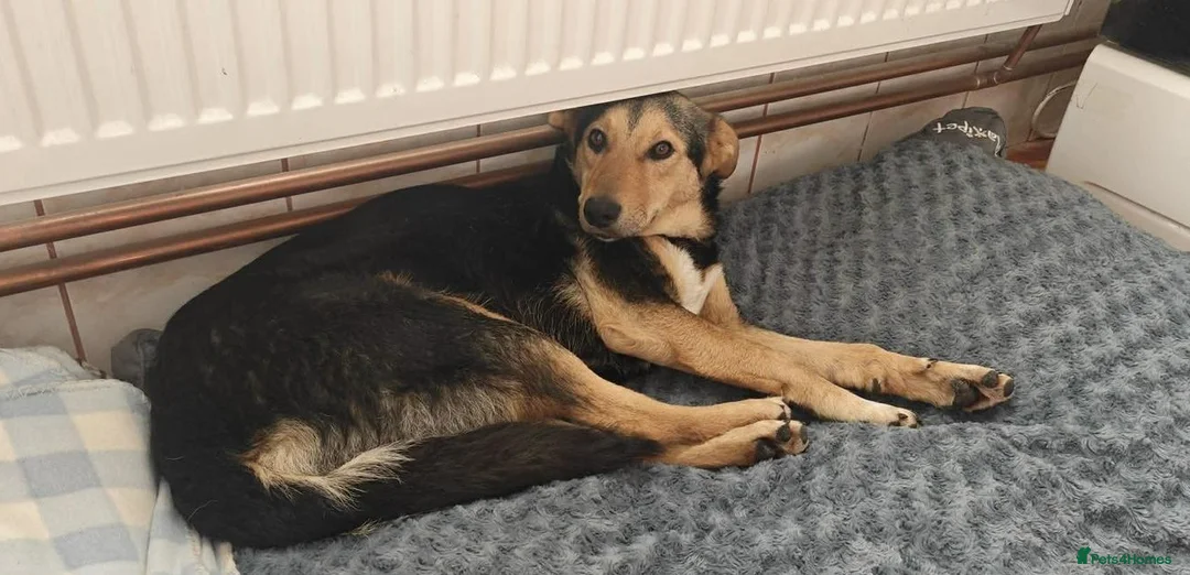 Mixed Breed dogs for adoption: 🐾 Meet Larisa - a gentle girl for a Loving Home💛 - Advert 6