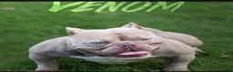 American Bully dogs for sale: Beautiful micro American bully pups - Advert 5