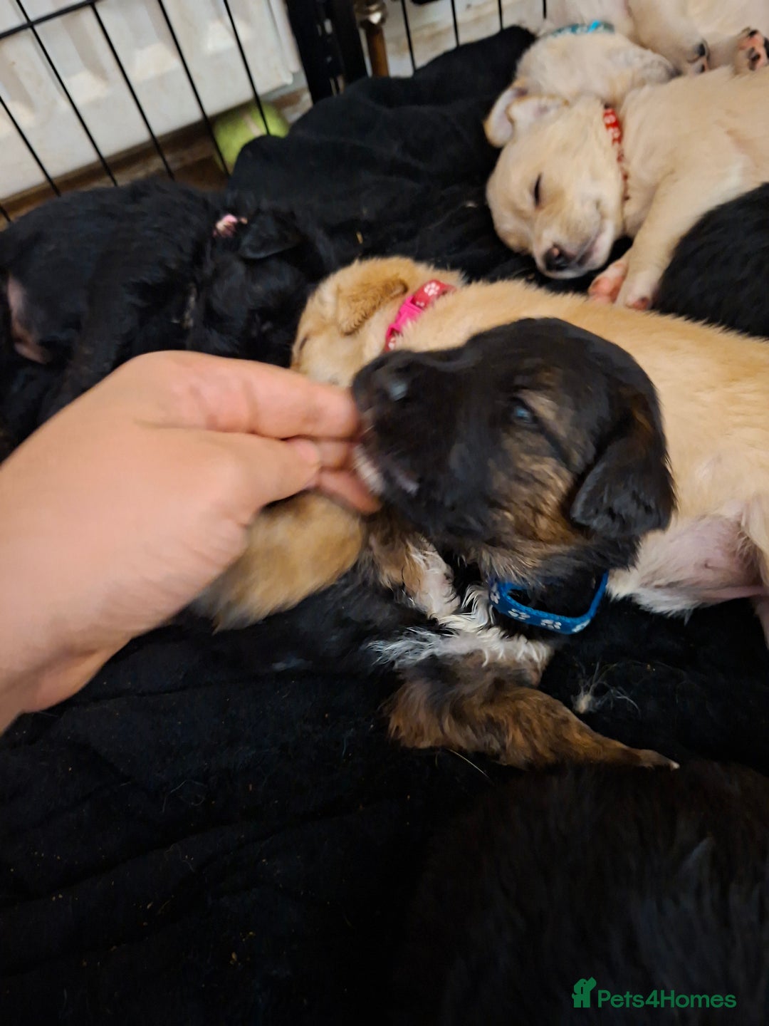 Mixed Breed dogs for sale: 1 boys left f1 border retreiver black/white left - Advert 15