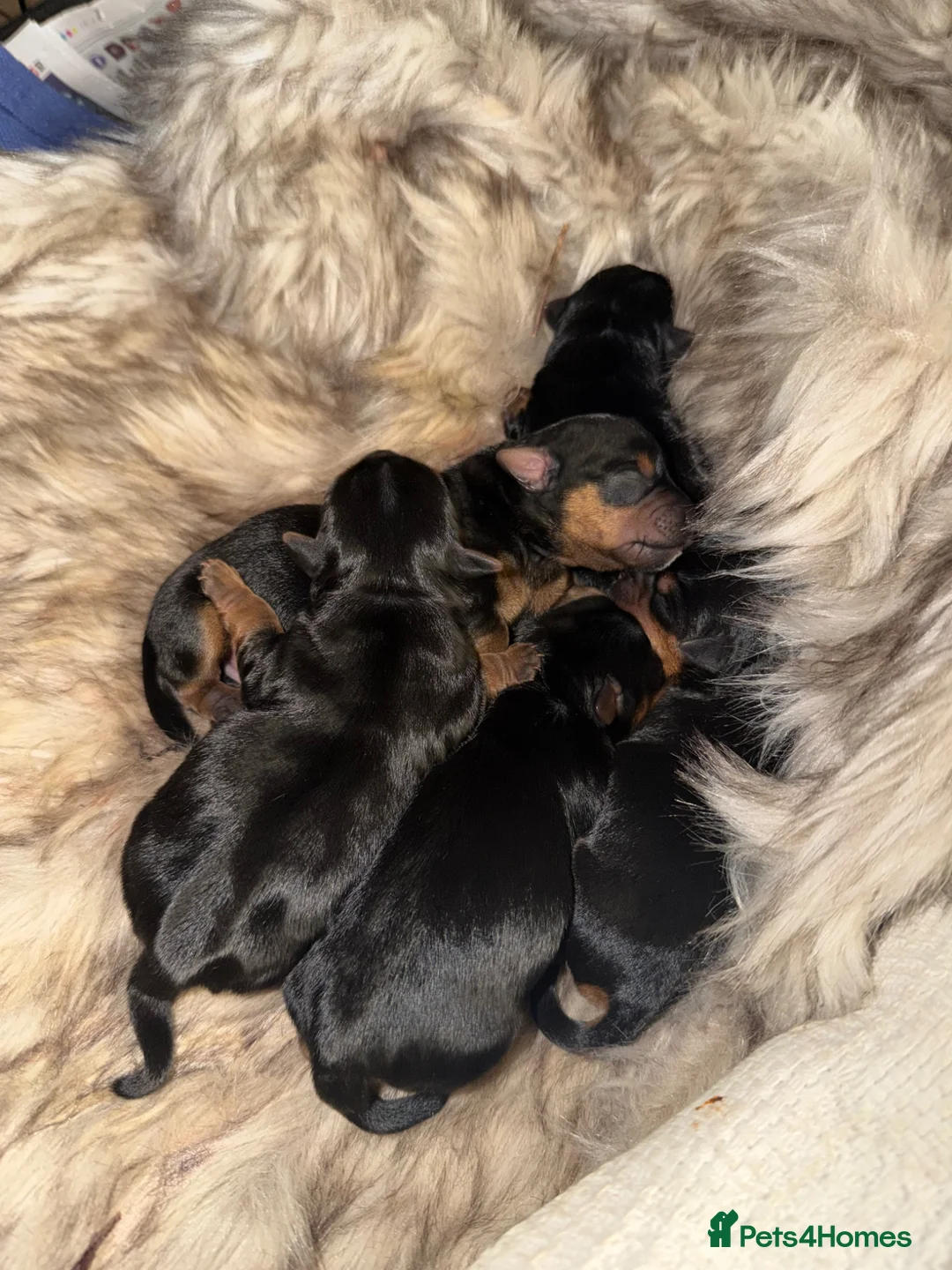 Yorkshire Terrier dogs for sale: Yorkshire terrier puppies for sale  - Advert 1