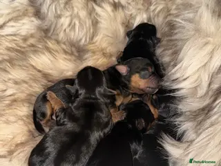 Yorkshire Terrier dogs Yorkshire terrier puppies for sale - Advert 2