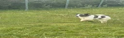 Mixed Breed dogs for adoption: Laura - Norwich Norfolk  in Norwich - Advert 16