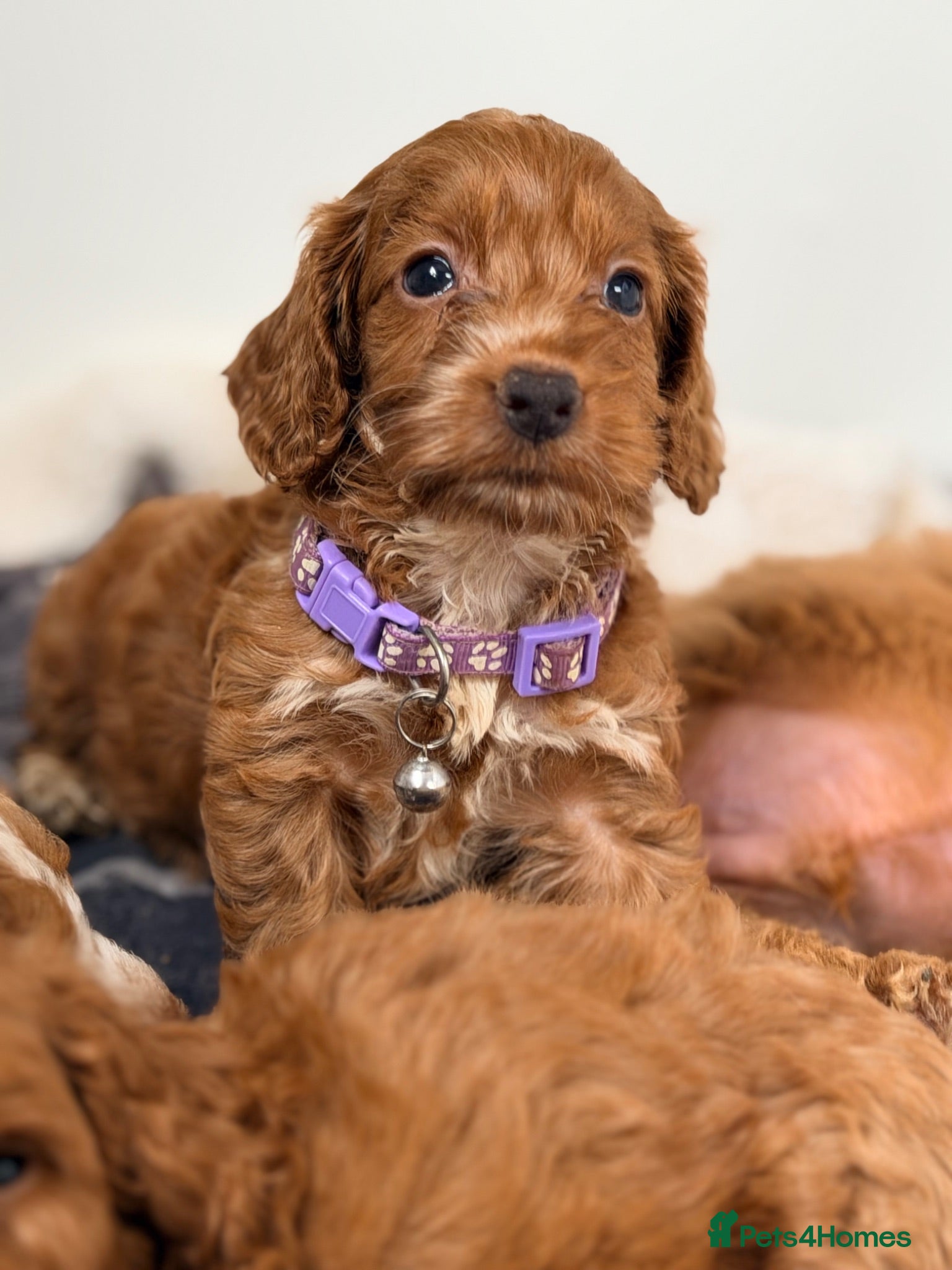 Cockapoo dogs ⚜️🌸Lady Whistledown  F1 Premium Cockapoos🌸⚜️ - Advert 2