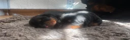 Rottweiler dogs for stud: PROVEN Health tested KC champion bloodline stud - Advert 13
