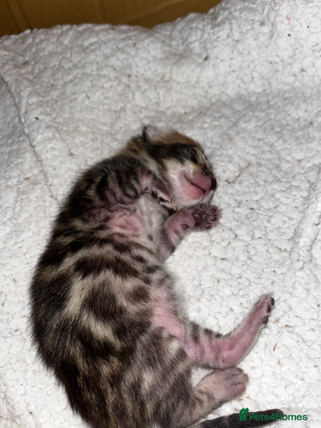 Bengal cats for sale: Beautiful bengal kittens for sale, 2boys available - Advert 2