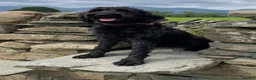Labradoodle dogs for sale: Beautiful F2B Miniature Labradoodle Puppies  🐾 - Advert 4