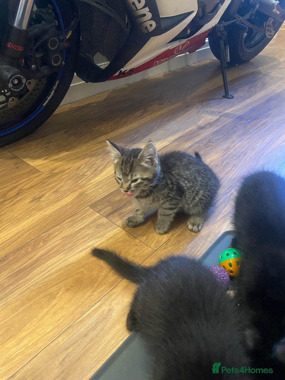 Mixed Breed cats for sale: Three mixed breed kittens - Image 15