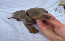 Dachshund dogs for sale: Dachshund Puppys miniature - Image 2