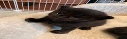 British Longhair cats for sale: *1 LEFT* British Longhair X Maine Coon Kittens - Advert 20