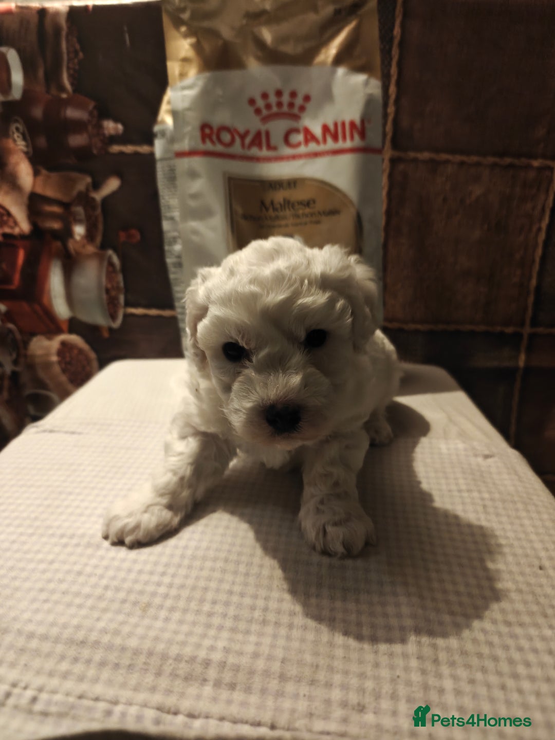 Mixed Breed dogs for sale: Bichon  - Image 5
