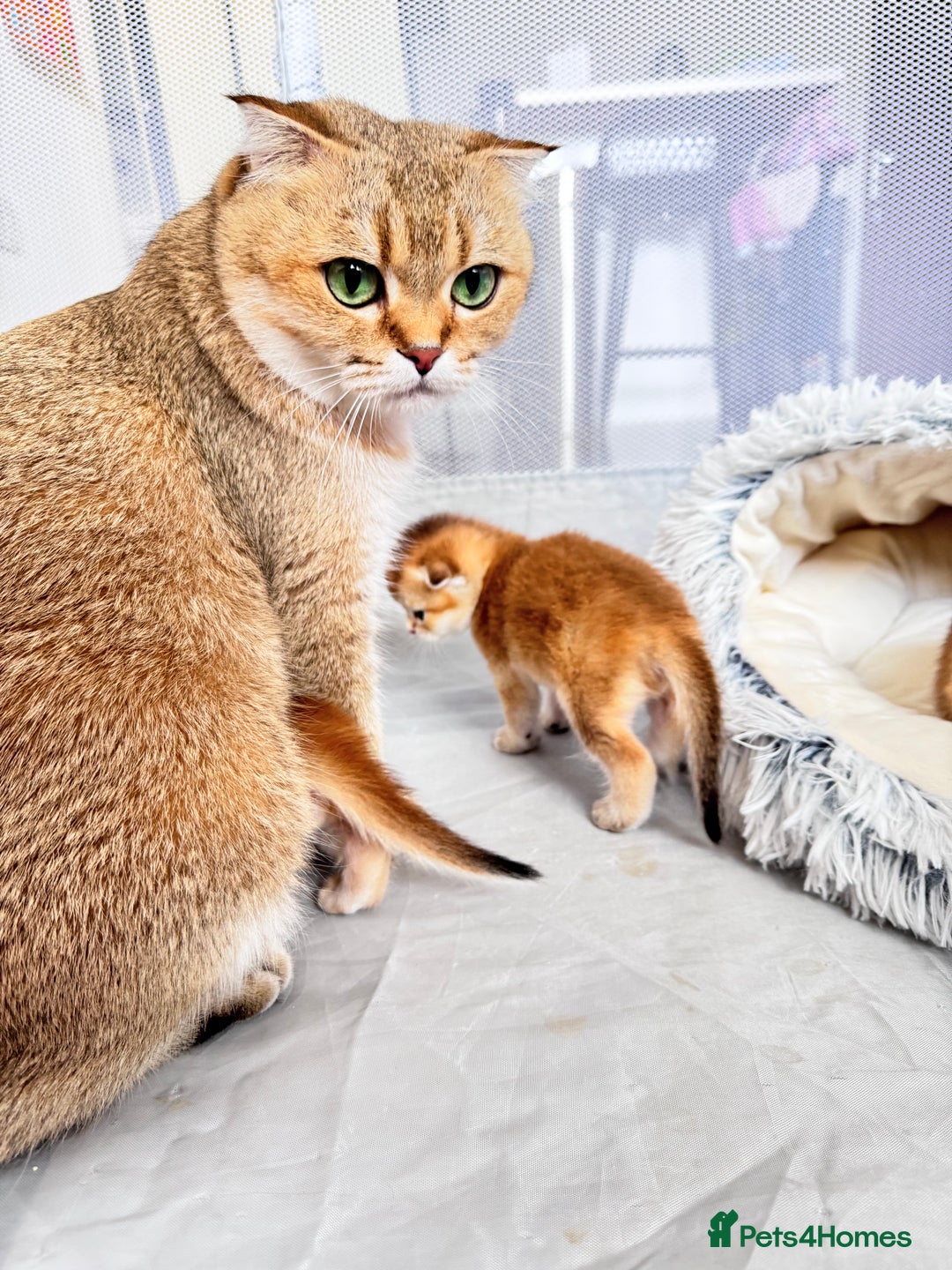 Scottish Fold cats for sale: Cute TICA pedigree kittens  - Image 4