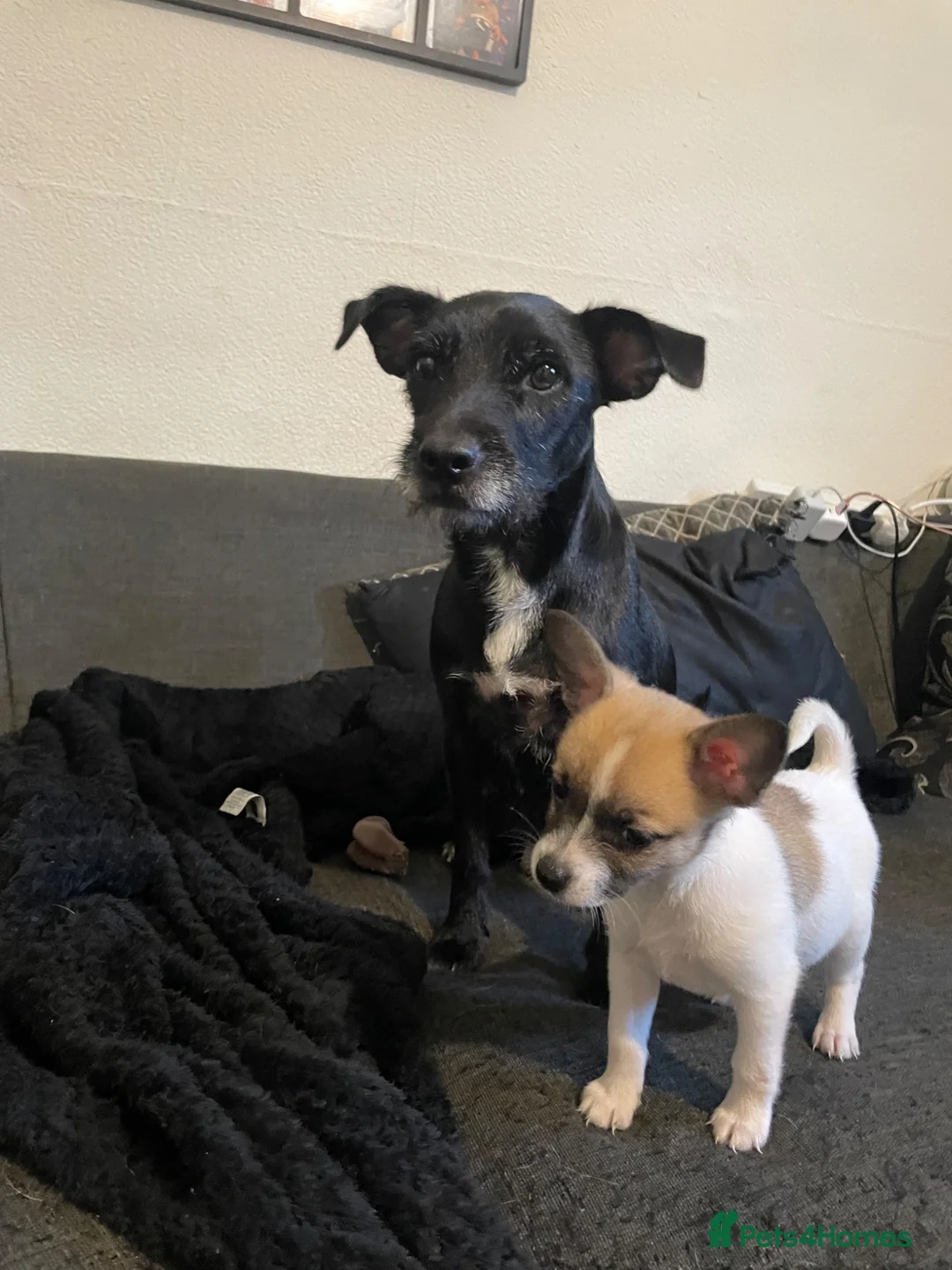Mixed Breed dogs for sale: Pom-a-jacks - Advert 12