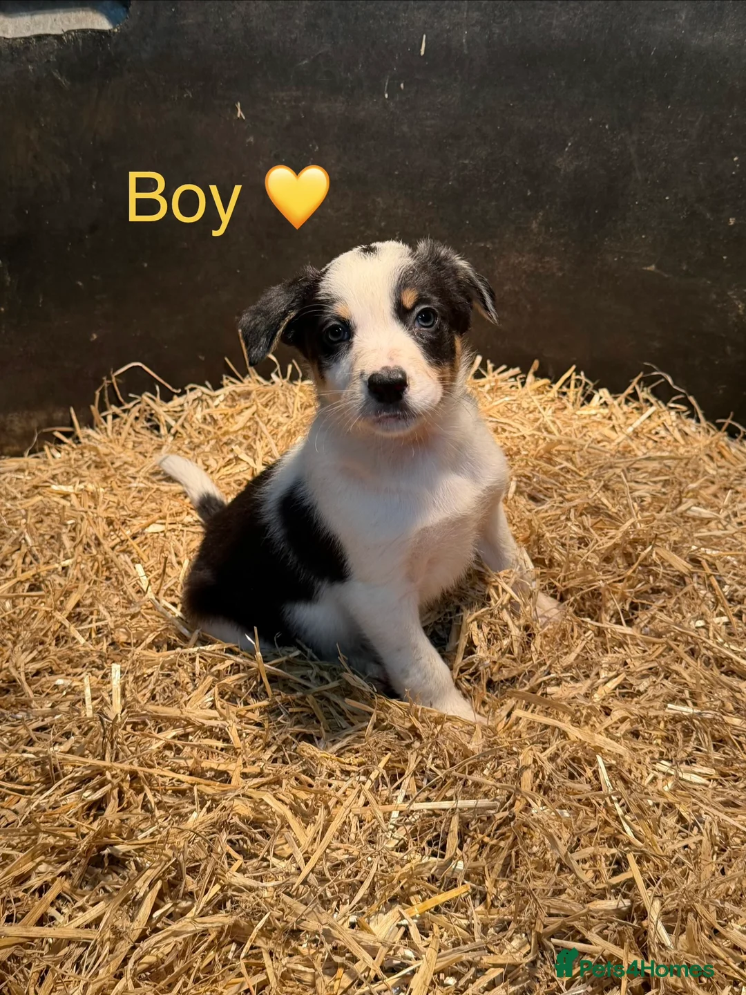 Mixed Breed dogs for sale: Chunky Tri coloured Collie pups for sale - Advert 9