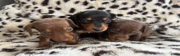 Miniature Dachshund dogs for sale: Gorgeous Smooth Haired Mini Dachshunds🐾 in Worcester - Advert 1