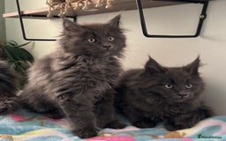 Maine Coon cats for sale: Stunning Maine Coon Kittens  - Image 1