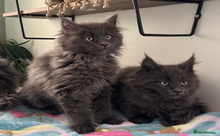Maine Coon cats - Advert 4