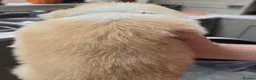Border Collie dogs for sale: Beautiful EE-Red/Golden Long Haired Border Collies - Advert 6