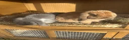 Mini Lop rabbits for sale: 2 x Mini Lops 4 months old  in Weymouth - Advert 8