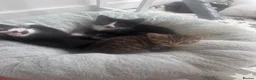Mixed Breed cats for sale: Kittens  in Glasgow - Advert 2