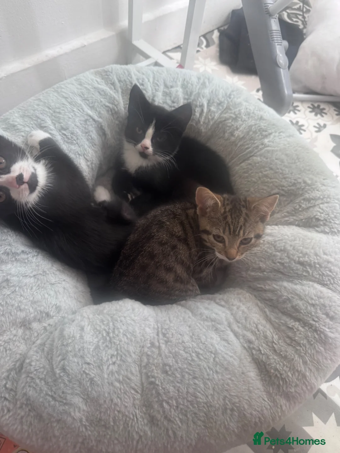 Mixed Breed cats for sale: Kittens  in Glasgow - Advert 2