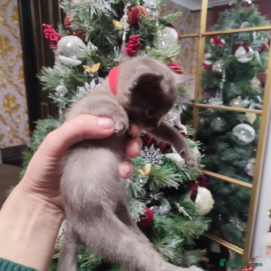 Burmese cats for sale: Lovely Burmese kitten's - Advert 16