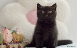 British Shorthair cats for sale: Beautiful BSH kittens 😻 - Image 5