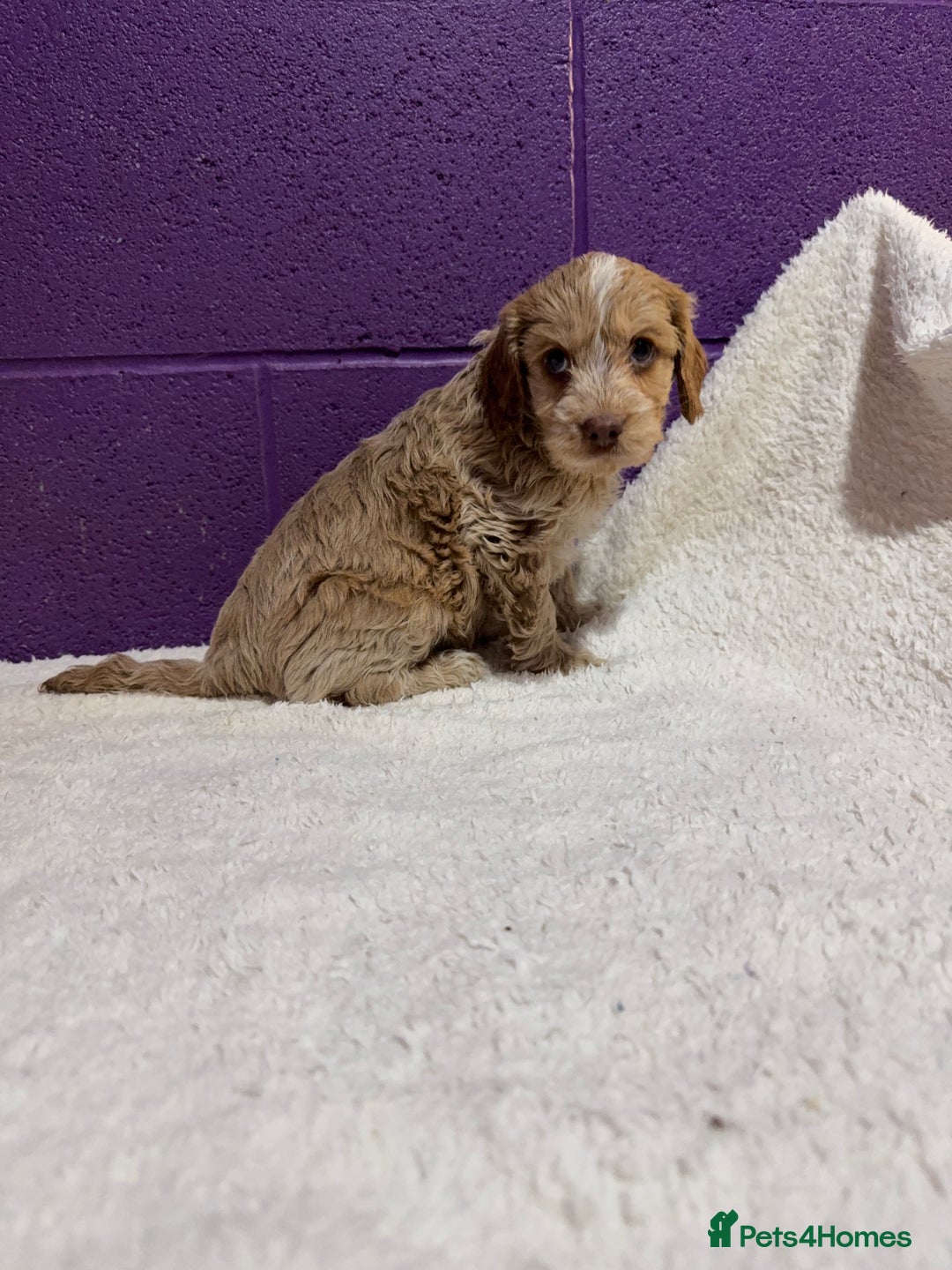 Cockapoo dogs for sale: Gorgeous F1 Cockapoo puppies! - Advert 8