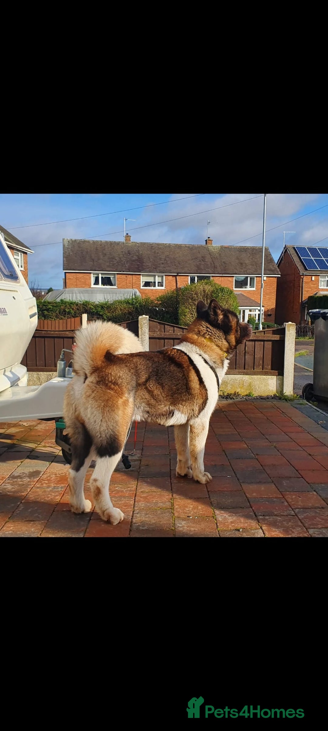 Akita dogs for stud: STUD American akita kc registered  - Advert 4