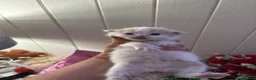 Mixed Breed cats for sale: 6 Adorable Male Kittens – 2 Ginger & 4 Beige - Advert 17